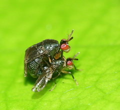 Notacanthina