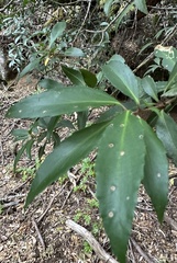 Maytenus magellanica