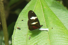 Heliconius hierax