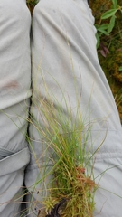 Carex billingsii