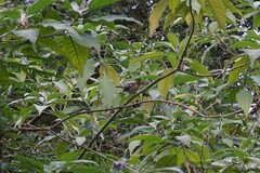Fringilla coelebs moreletti