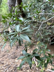 Maytenus magellanica