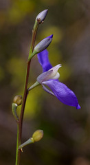 Comesperma sphaerocarpum