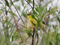 Pseudocolopteryx dinelliana