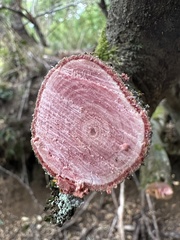 Maytenus magellanica