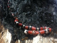 Lampropeltis elapsoides