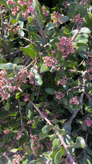 Rhus integrifolia