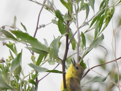 Pseudocolopteryx dinelliana