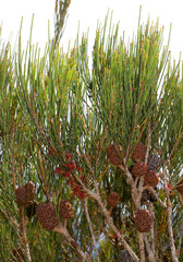 Allocasuarina littoralis