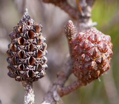 Allocasuarina littoralis