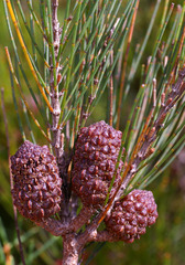 Allocasuarina littoralis