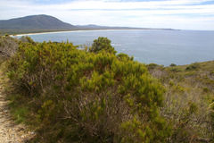 Allocasuarina littoralis