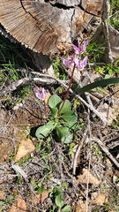 Dodecatheon