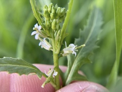 Caulanthus lasiophyllus