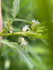 Caulanthus lasiophyllus