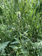 Caulanthus lasiophyllus