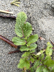 Glehnia littoralis