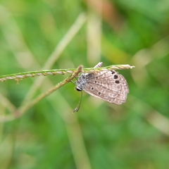 Hemiargus ramon
