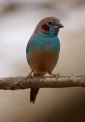 Uraeginthus bengalus