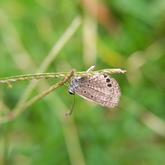 Hemiargus ramon