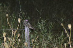 Hydropsalis torquata