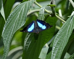 Doxocopa laurentia laurentia