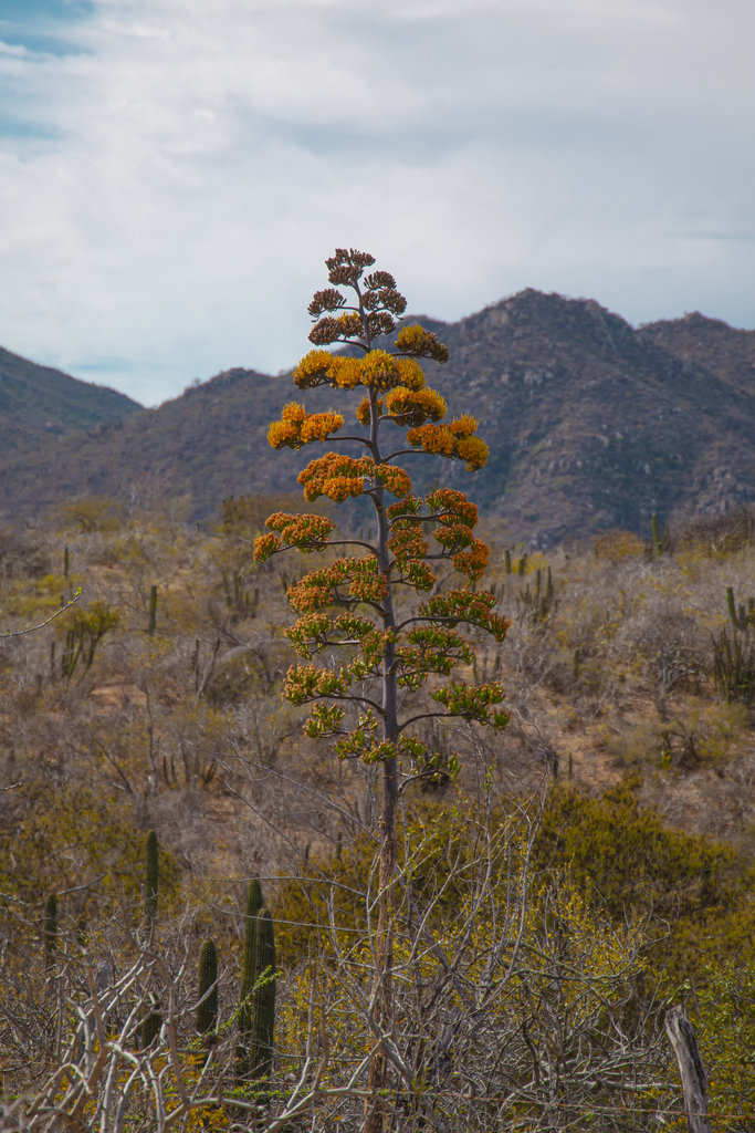 Agave aurea, La Paz, B.C.S., México