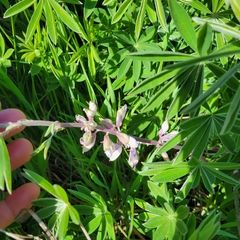 Lupinus longifolius