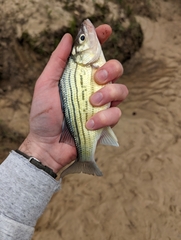 Morone mississippiensis