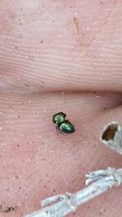 Sassacus papenhoei