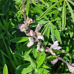 Lupinus longifolius