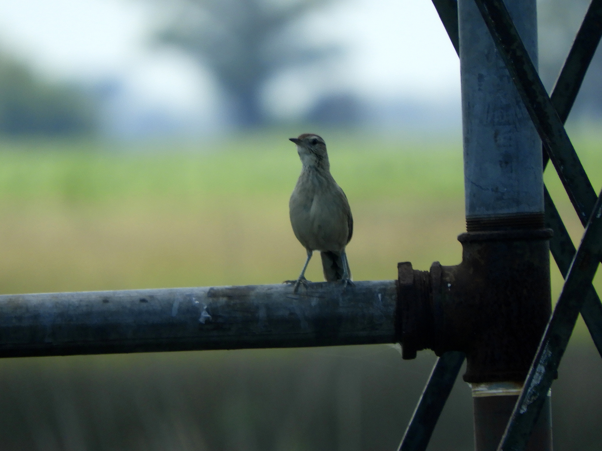 Anumbius annumbi (Vieillot, 1817)