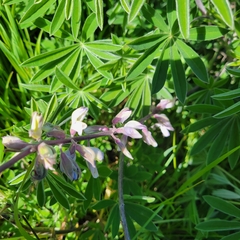 Lupinus longifolius