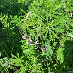 Lupinus longifolius
