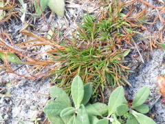 Polypremum procumbens