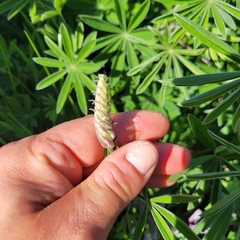 Lupinus longifolius