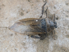 Lethocerus annulipes