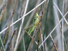 Staleochlora viridicata