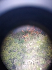 Capreolus capreolus garganta