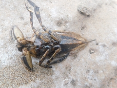 Lethocerus annulipes