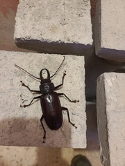 Stenodontes exsertus