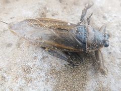 Lethocerus annulipes