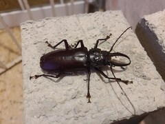 Stenodontes exsertus