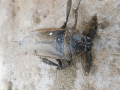 Lethocerus annulipes