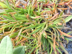 Polypremum procumbens