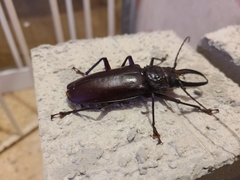 Stenodontes exsertus