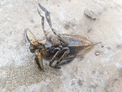 Lethocerus annulipes