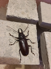 Stenodontes exsertus