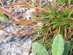 Polypremum procumbens