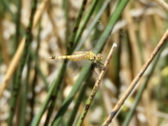 Erythrodiplax corallina